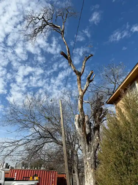 Tall dead tree beside a house and power pole, being taken down in sections