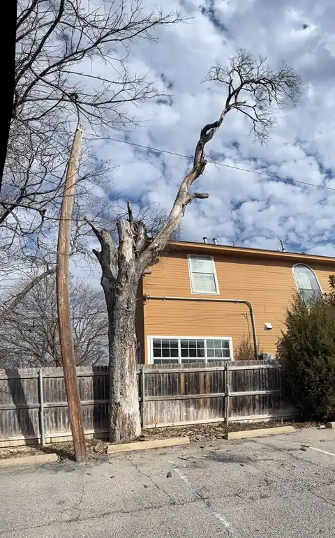 Dead trunk being taken down beside an apartment block and parking lot