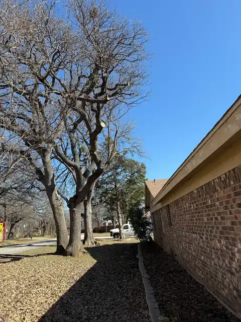 Row of trees along a brick wall with the canopy raised off the roofline