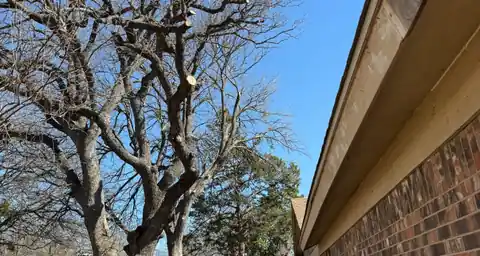 Branches cut back from a brick roofline, looking up