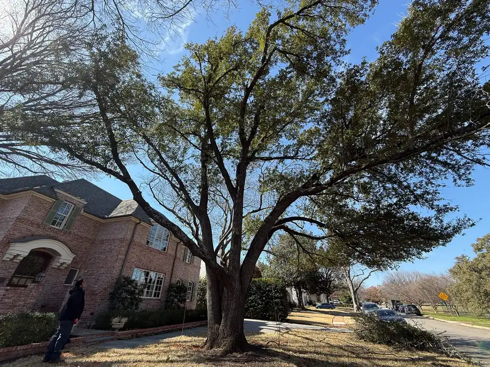 Crew member under a large live oak in front of a brick house