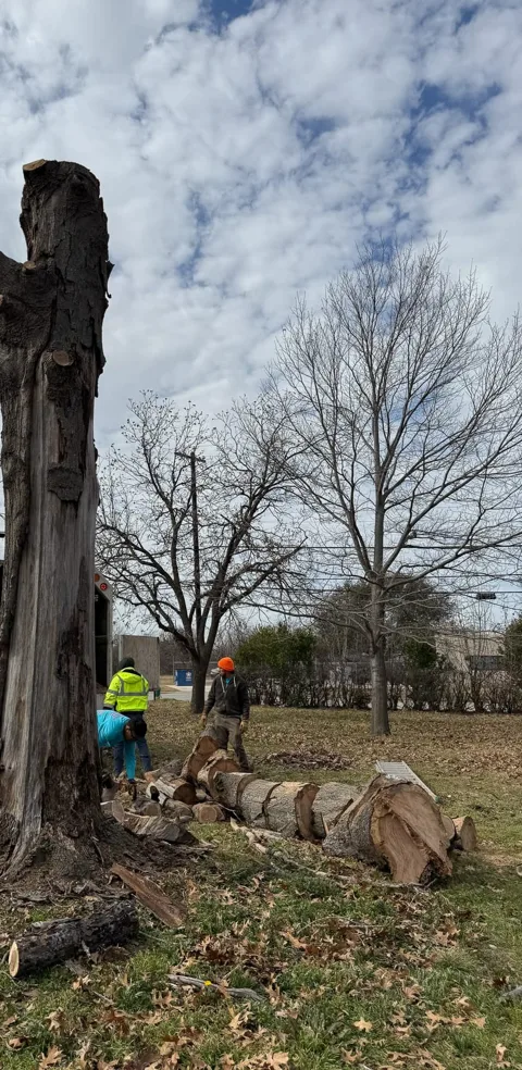 Crew in hi-vis taking down a tall dead trunk in sections