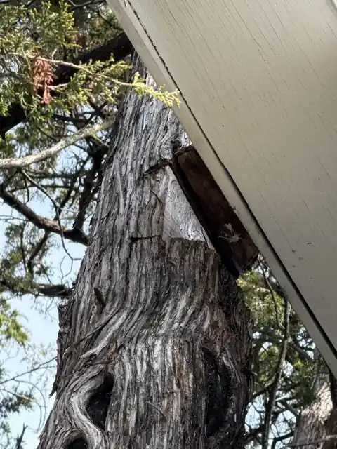 Tree trunk leaning hard against a house eave