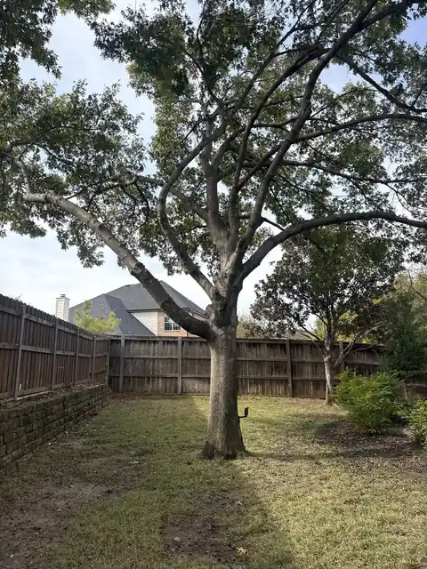 Trimmed oak in a fenced backyard with a tidy lawn