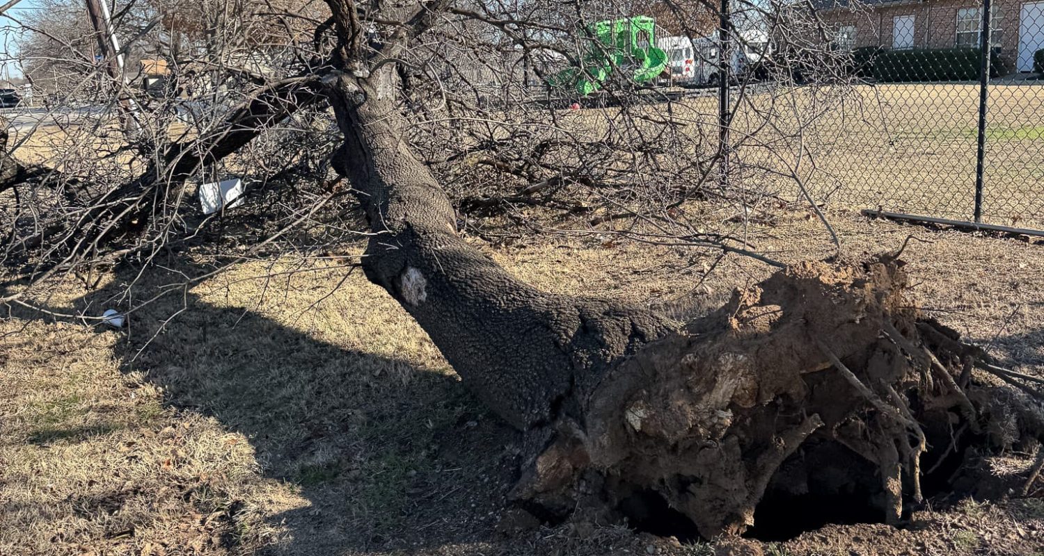 emergency tree service emergency tree service