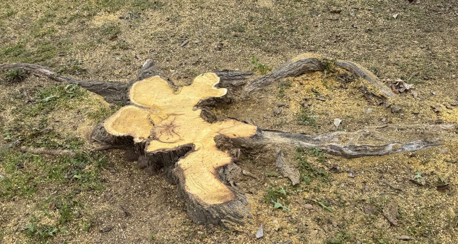 tree stump tree stump