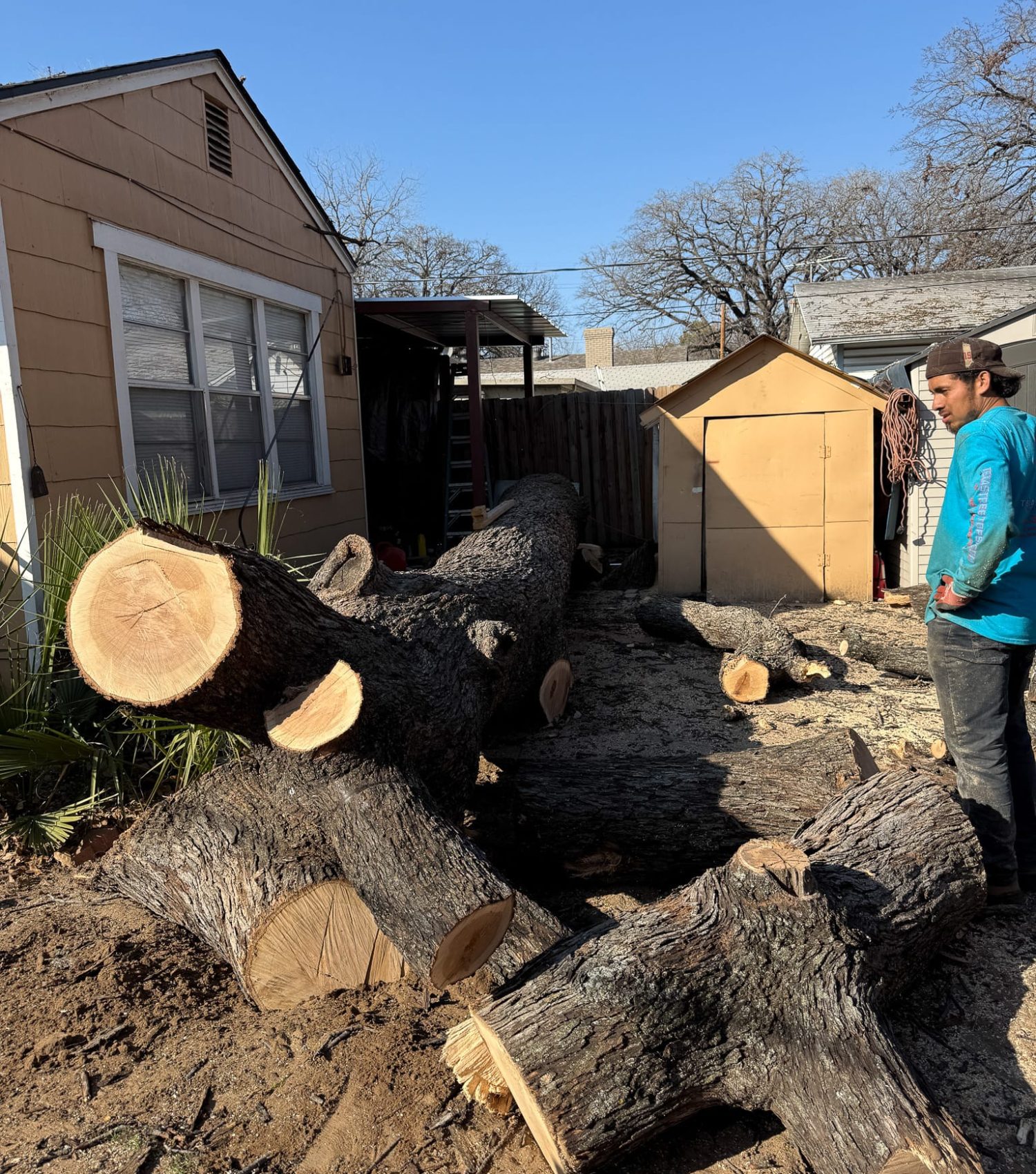 tree trunk cutting tree trunk cutting